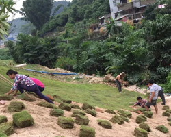 廣州大學(xué)城綠化工程